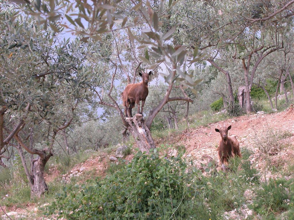 Agriturismo Istrice Innamorato Campello sul Clitunno Buitenkant foto