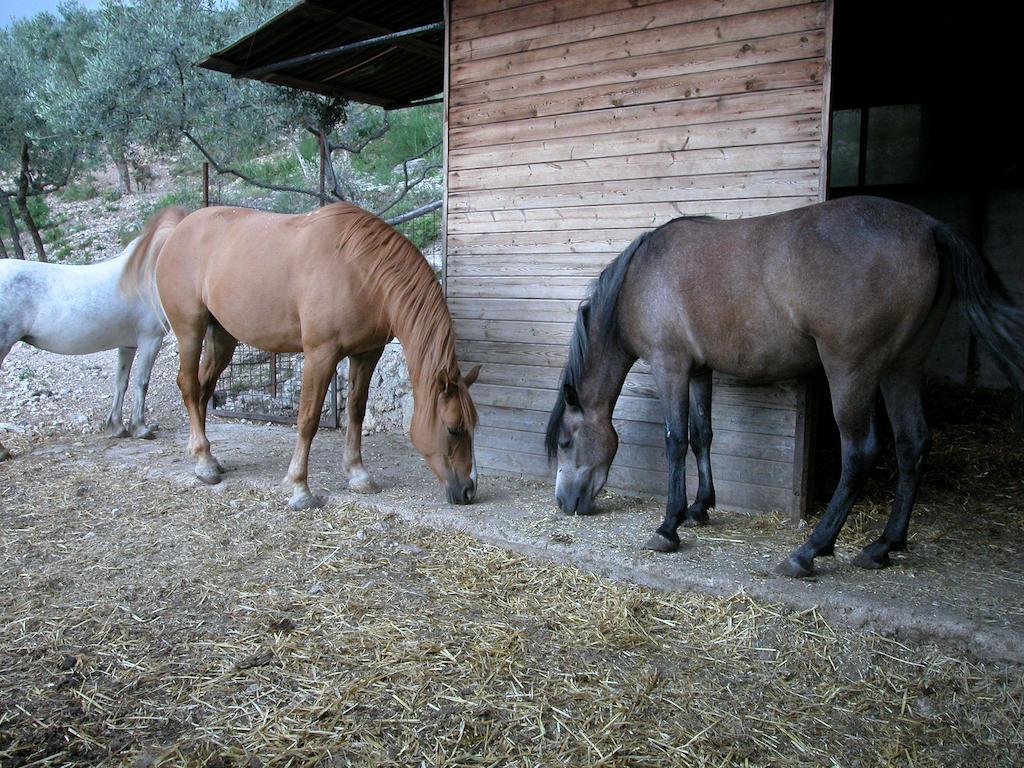 Agriturismo Istrice Innamorato Campello sul Clitunno Buitenkant foto
